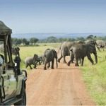 The Best Time for a Safari Trip in Tanzania