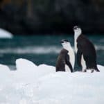 antarctica penguins reg - April 26, 2024