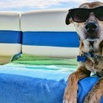 dog on vacation reg - August 12, 2022
