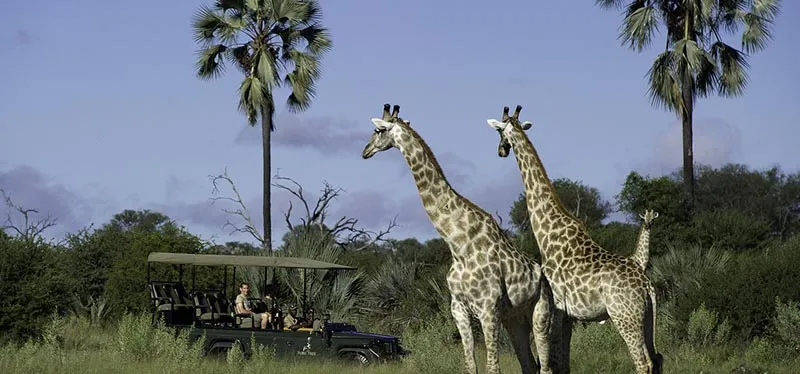 Successful Safari Trip in Delta Okavango, Botswana