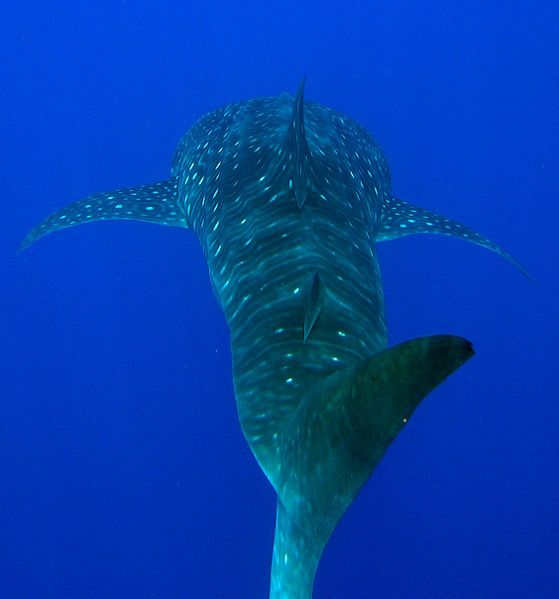 Whale shark dorsal fins