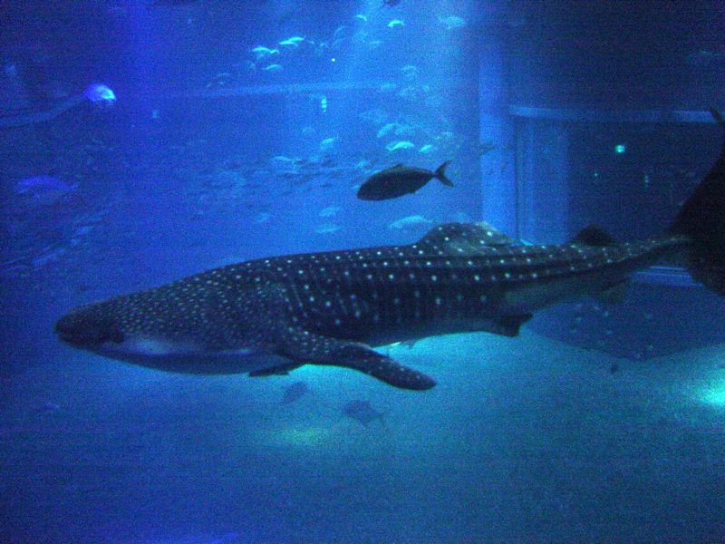Whale shark at Osaka Aquarium
