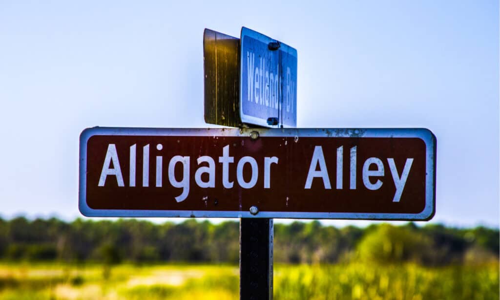 Alligator Alley Sign