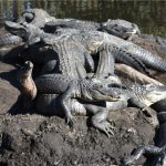 All About Alligator Alley: A Scenic Route Through the Florida Everglades