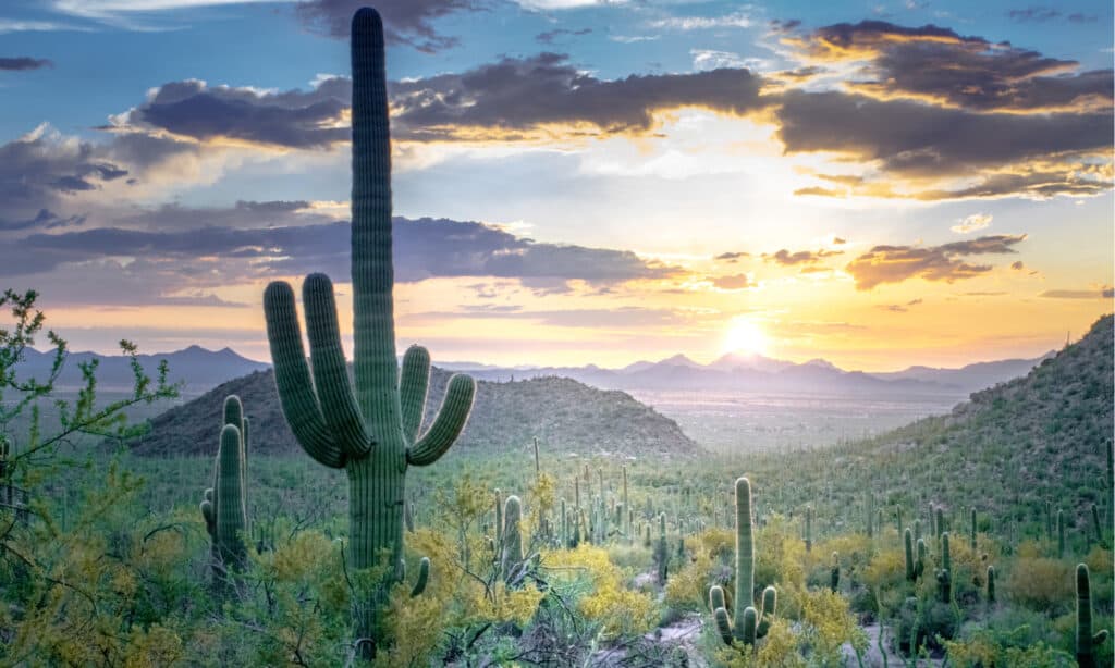 Saguaro National Park, - Cactus
