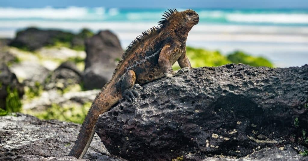 Galapagos Iguana heating itself in the sun resting on rock on Tortuga bay beach, Santa Cruz Island.