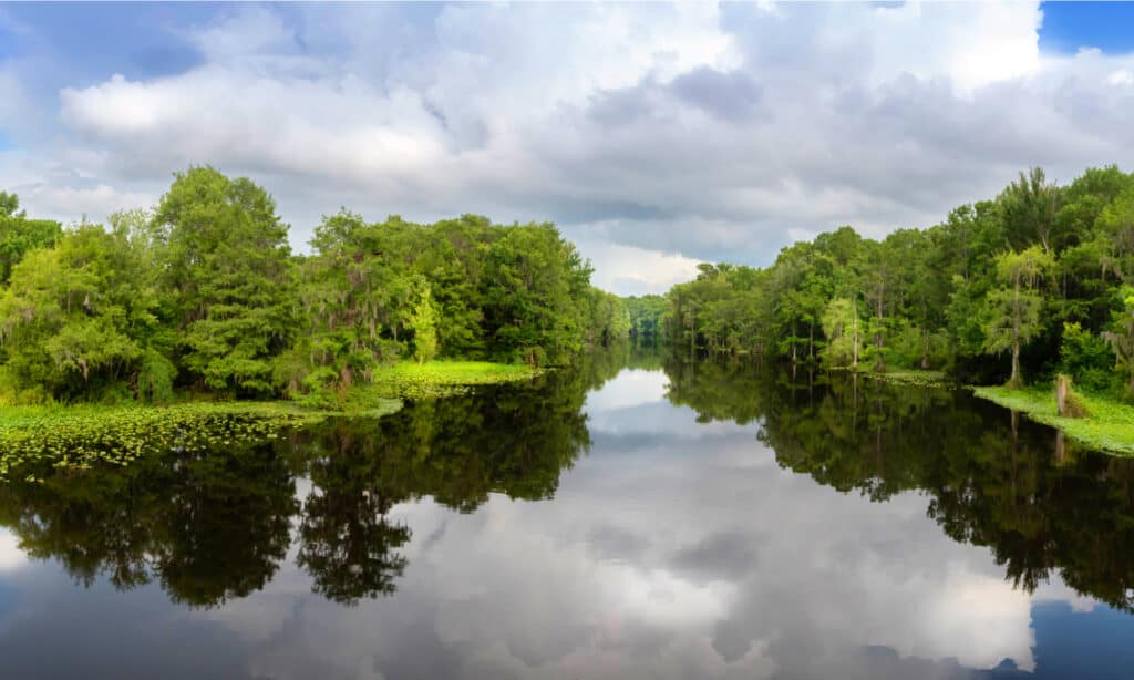 withlacoochee river