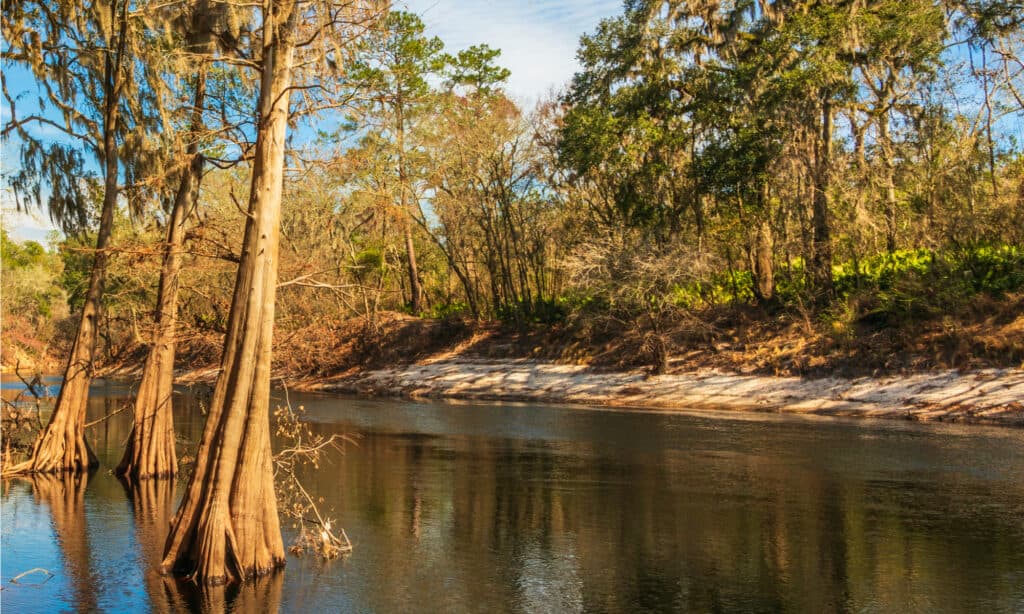 Longest Rivers in Florida - Alapaha River