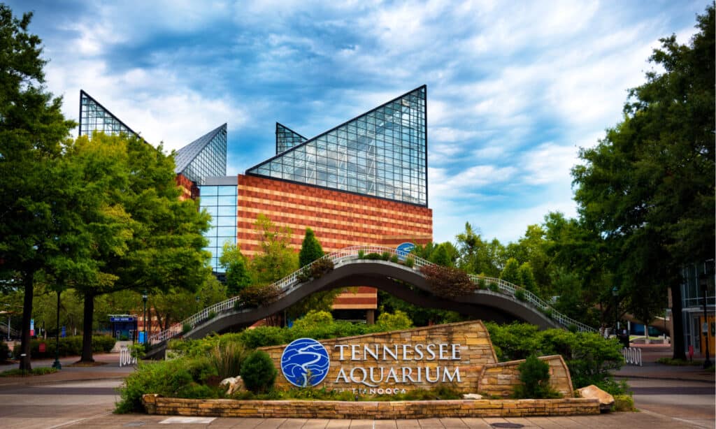 Best Aquariums in Tennessee - Tennessee Aquarium 