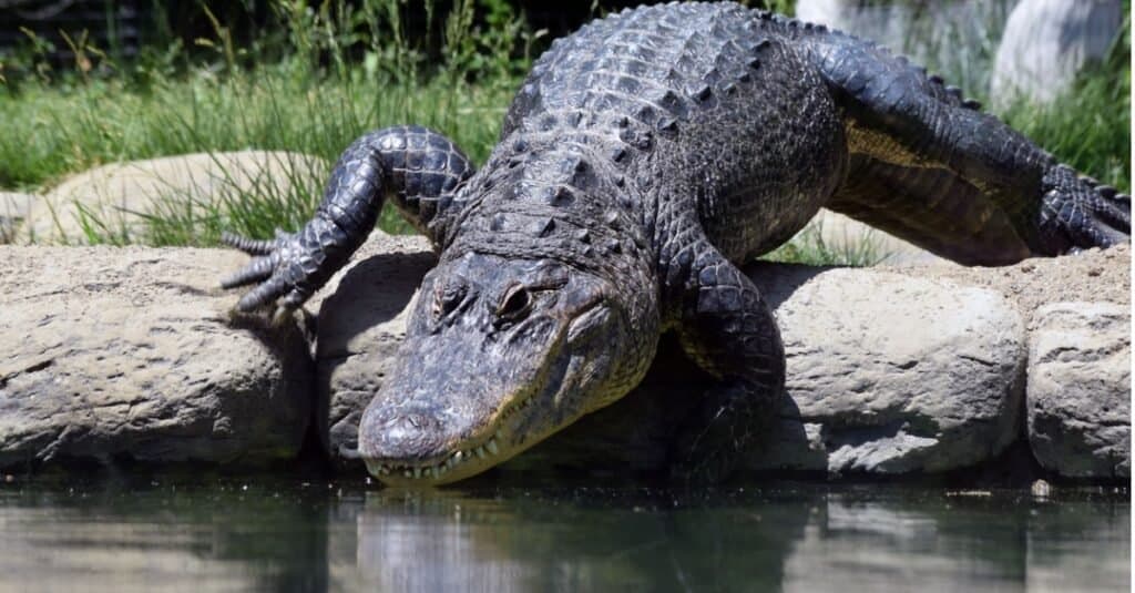 american crocodile vs american alligator
