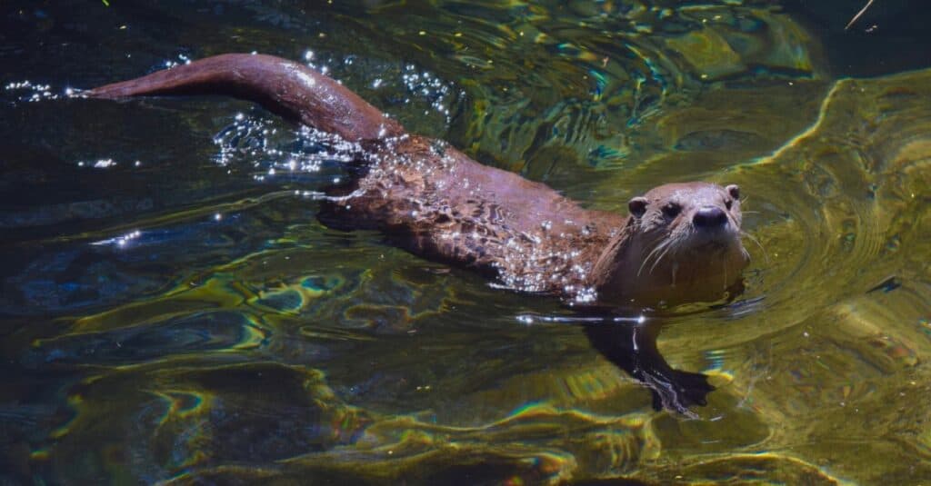 river otter swimming in water