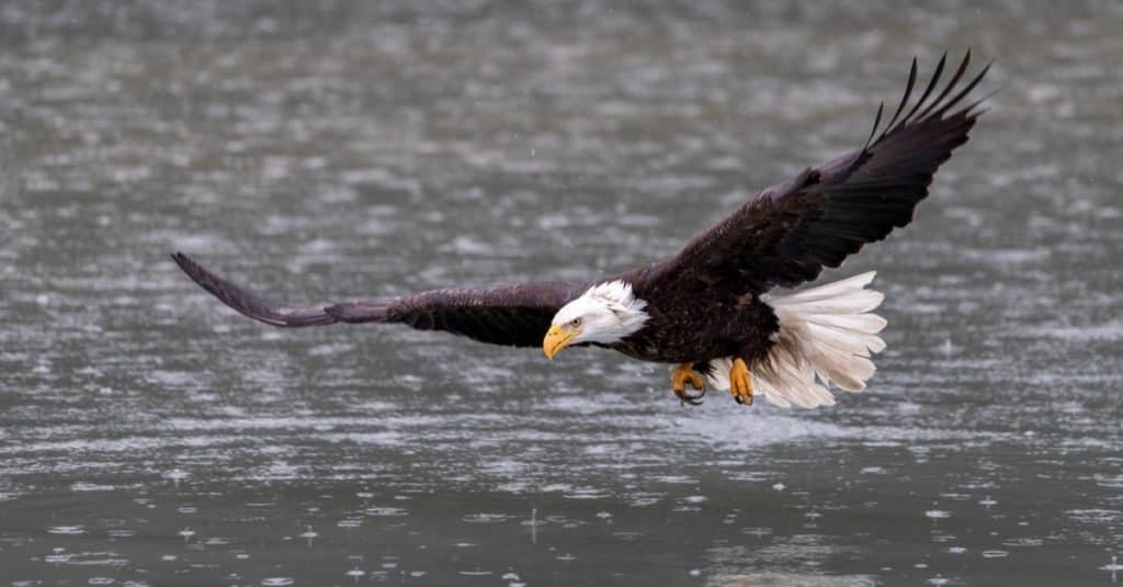 Largest eagle in the world: American bald eagle
