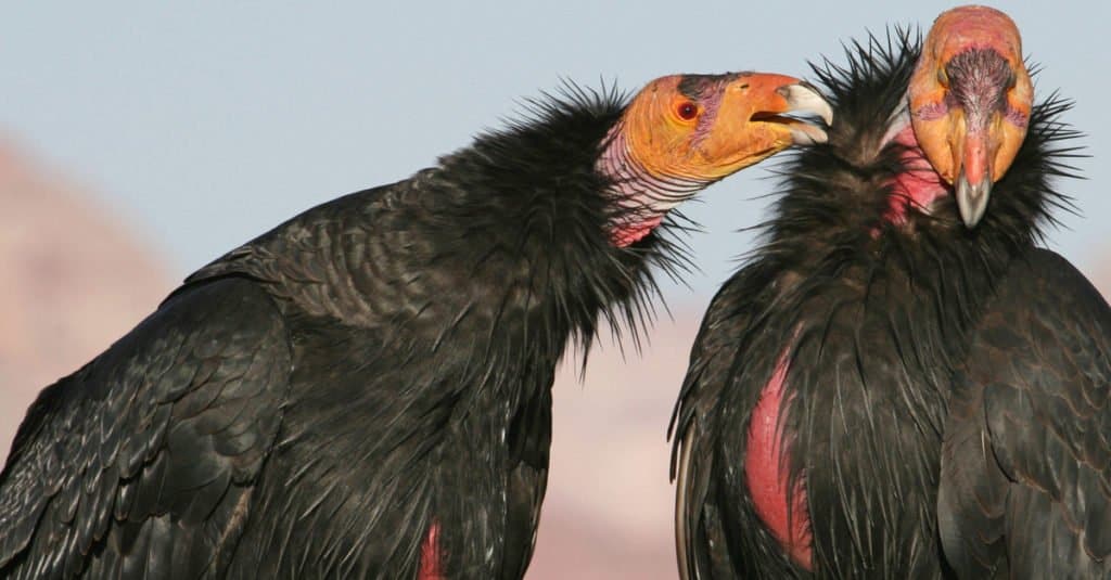 Largest Birds of Prey - California Condor
