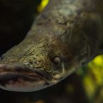 River Monsters: Discover the Biggest Fish in the Amazon River