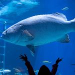 The 12 Largest Aquariums in the United States