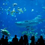 The 2 Best Aquariums in Georgia (One has Whale Sharks)