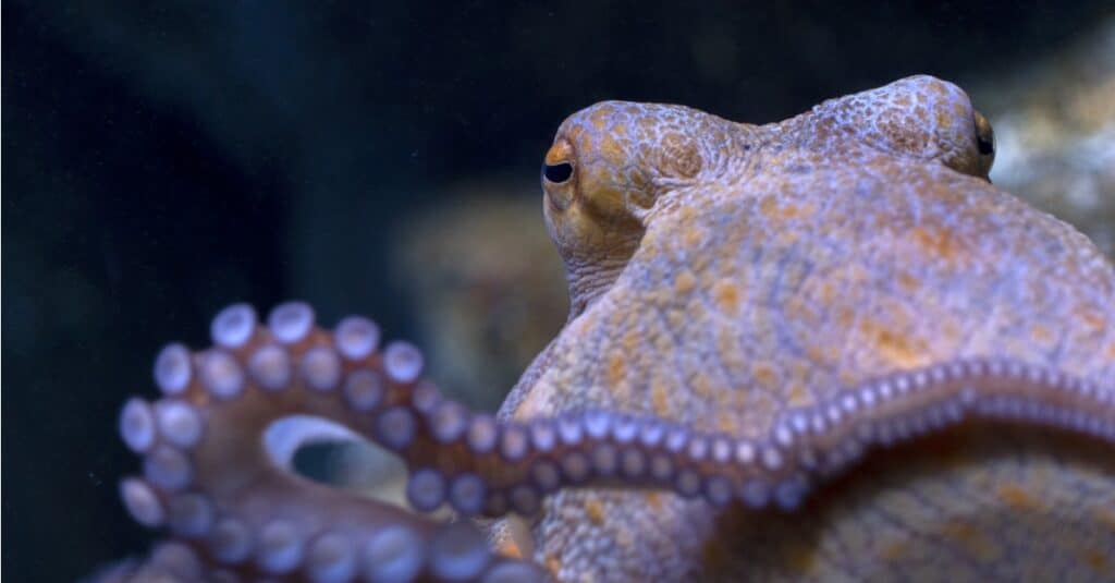close up of an octopus