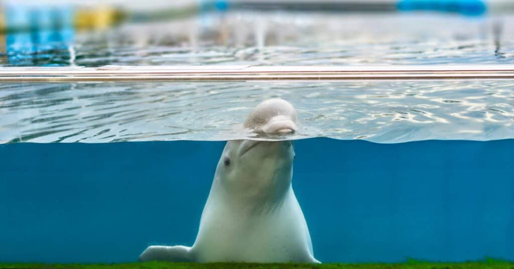 Are whales mammals - beluga whale in captivity