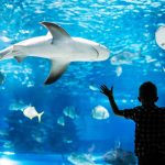 The 3 Best Aquariums in (and Near) New Jersey