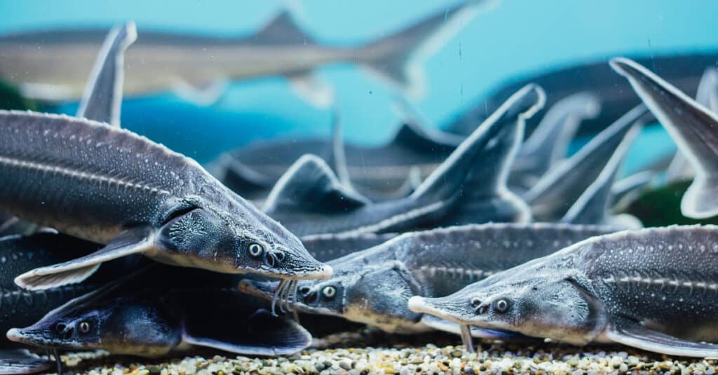 group of sturgeon swimming in an aquarium