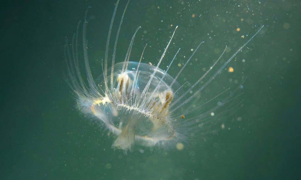 freshwater jellyfish