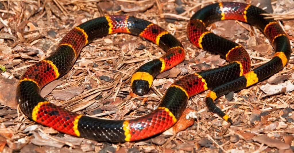 1654044943 859 The 6 Most Venomous Poisonous Snakes in Florida - August 12, 2022