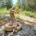 The 6 Most Venomous (Poisonous) Snakes in Florida