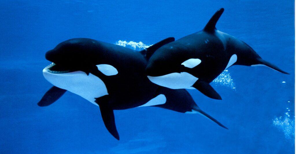 killer whales swimming side by side