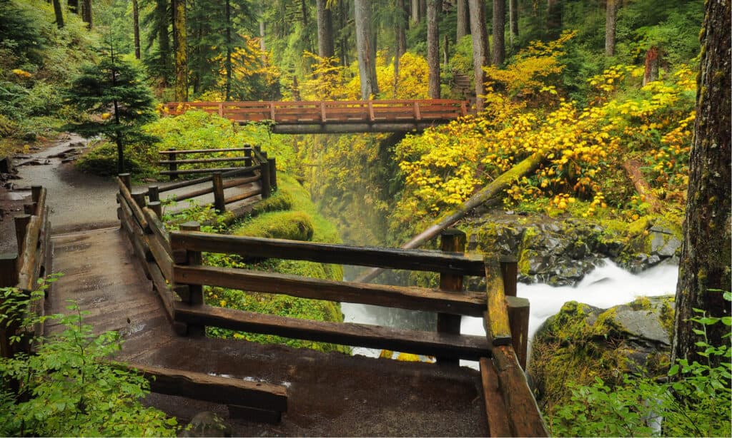 National Parks to Visit in April - Olympic National Park
