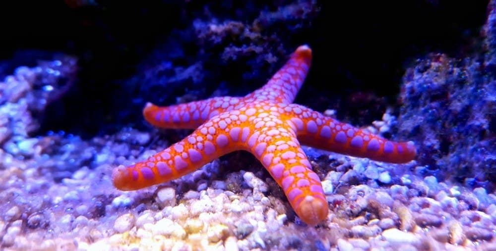 1654066904 390 The Best Aquariums in and Near New Hampshire - August 20, 2022