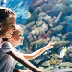 The Best Aquariums in (and Near) New Hampshire