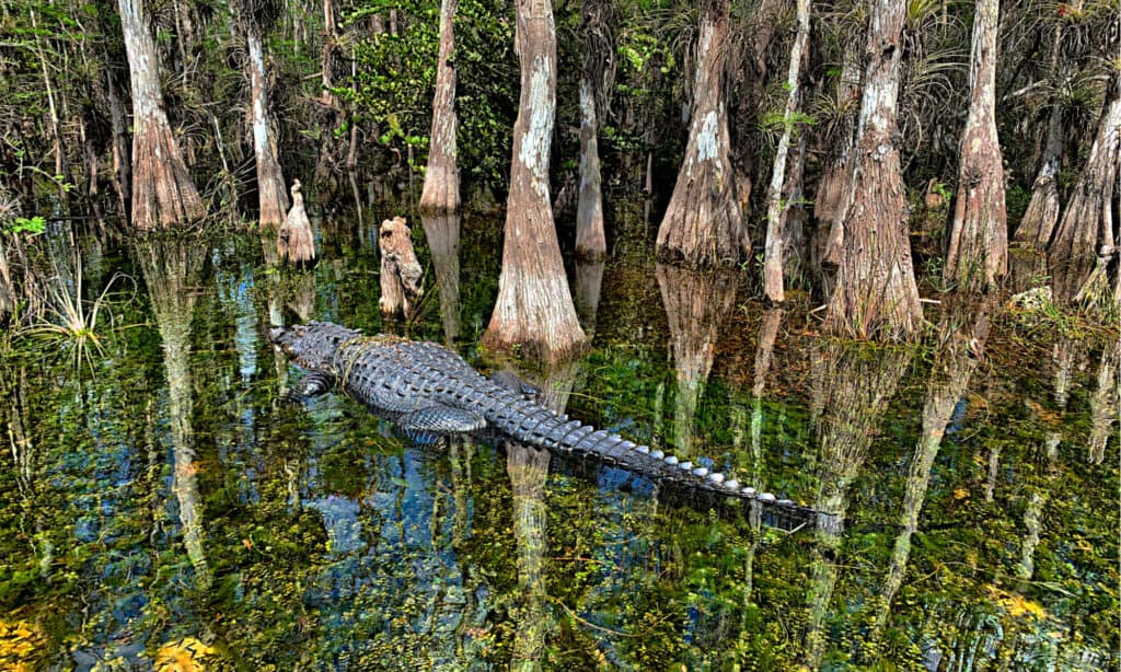 Alligator near cypress trees