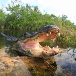 The Top 4 Most Alligator Infested Lakes In Texas