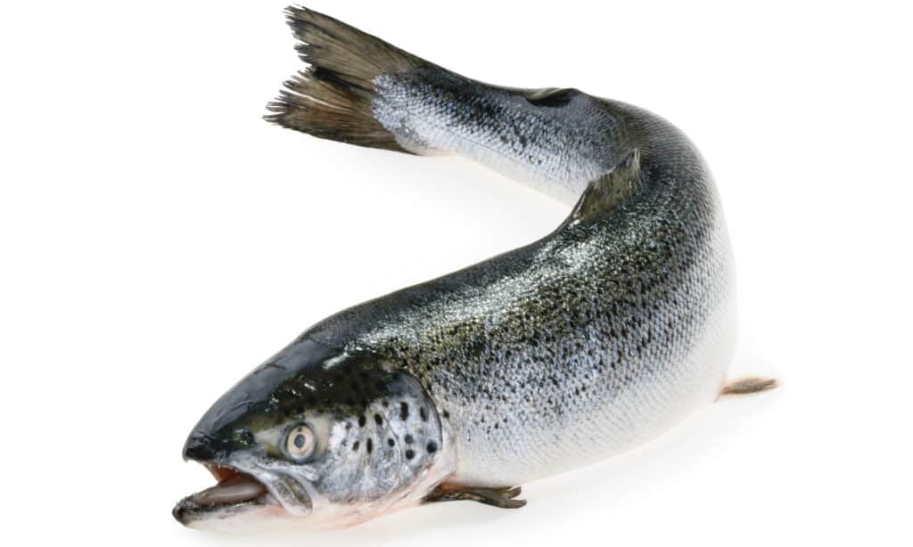 Chinook Salmon isolated on white background.