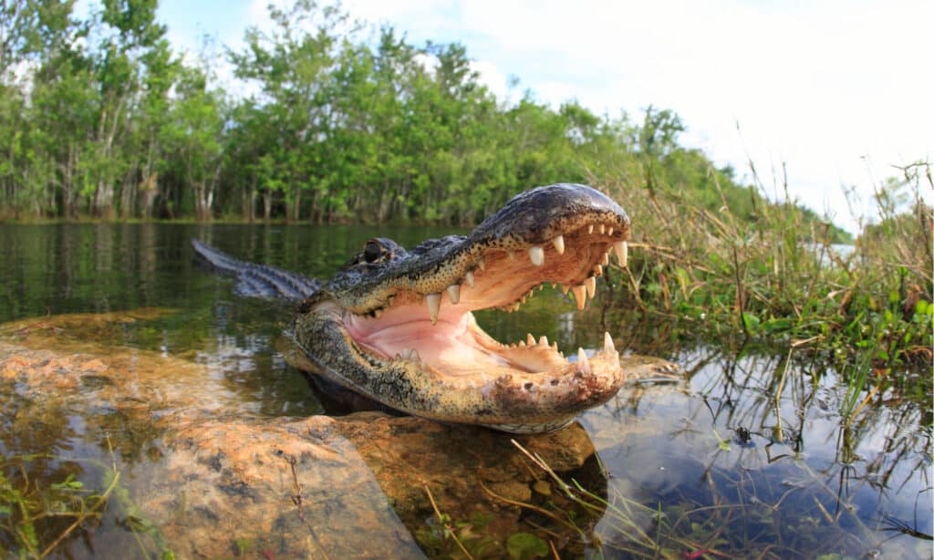 Alligator in Swamp