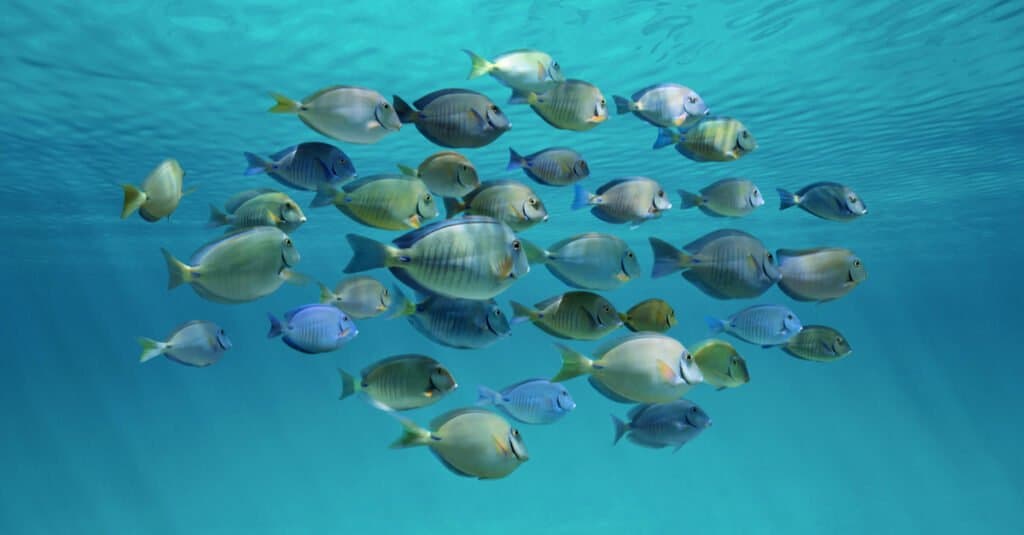 A small school of surgeonfish swim just below the ocean's surface