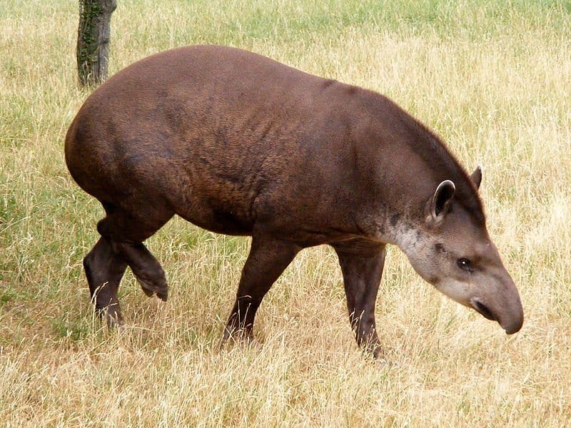 Tapir on grass